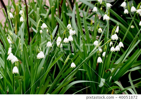 開花在三鷹中原的雪花 40051872