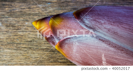 Silver bluggoe banana blossom Silver bluggoe banana blossom 40052017