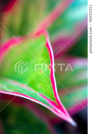 Beautiful color on leaf of Aglaonema Siam Aurora Beautiful color on leaf of Aglaonema Siam Aurora 40052051