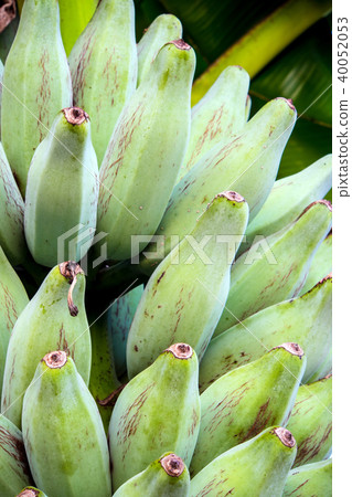 Bunch of Silver Bluggoe on a banana tree Bunch of Silver Bluggoe on a banana tree 40052053