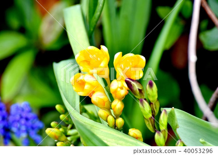 Freesia blooming in Mitaka Nakahara 40053296