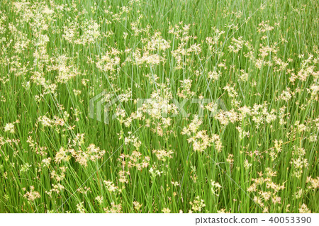 beautiful cyperus alternifolius field beautiful cyperus alternifolius field 40053390