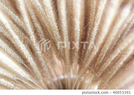 dried flowers in vase as background or texture dried flowers in vase as background or texture 40053391