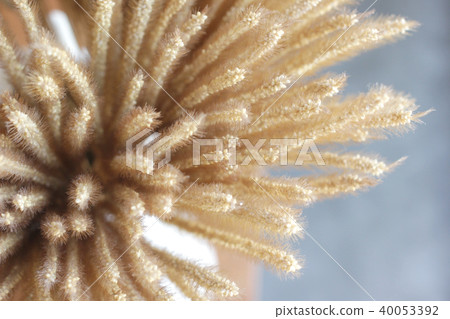 dried flowers in vase as background or texture dried flowers in vase as background or texture 40053392