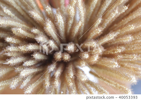 dried flowers in vase as background or texture dried flowers in vase as background or texture 40053393