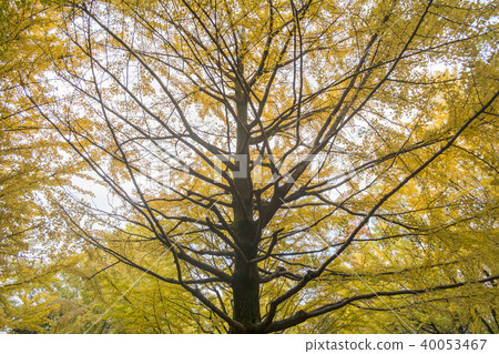 Colorful Yellow Ginko Tree. Autumn in Japan. Colorful Yellow Ginko Tree. Autumn in Japan. 40053467