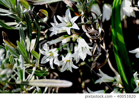 Honeybeeth Allium Triketram Blooming in Mitaka Nakahara 40053820