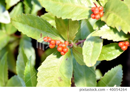 Senryo將成為三鷹中原的果實 40054264