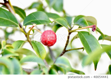 成為三鷹中原的cockatellar的紅色果實 40054441