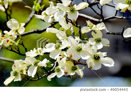 開花在三鷹中原的山茱萸 40054443