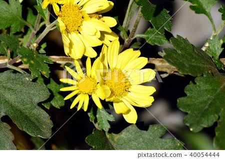 噴灑在三鷹中原的黃色噴霧 40054444