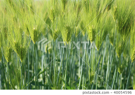Wheat field in the early summer 40054596
