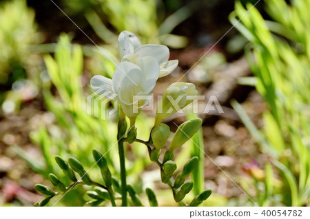 Freesia blooming in Mitaka Nakahara Freesia blooming in Mitaka Nakahara 40054782