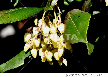 Strawberry flowers blooming in Mitaka Nakahara 40054783