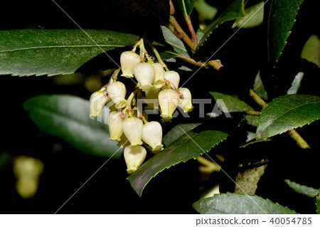 開花在三鷹中原的草莓花 40054785