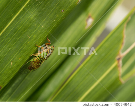 The smallest Semi-Iwasaki Kusa seminar in Japan 40054942
