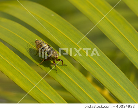 The smallest Semi-Iwasaki Kusa seminar in Japan The smallest Semi-Iwasaki Kusa seminar in Japan 40054958