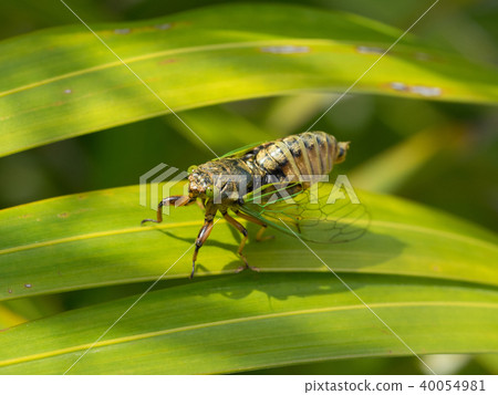 The smallest Semi-Iwasaki Kusa seminar in Japan 40054981