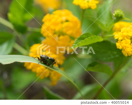 The smallest Semi-Iwasaki Kusa seminar in Japan The smallest Semi-Iwasaki Kusa seminar in Japan 40055014
