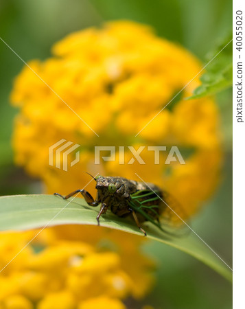 The smallest Semi-Iwasaki Kusa seminar in Japan 40055020