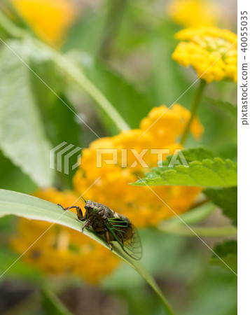 The smallest Semi-Iwasaki Kusa seminar in Japan 40055035
