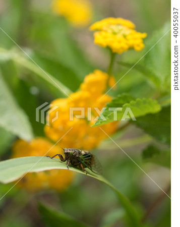 The smallest Semi-Iwasaki Kusa seminar in Japan 40055037