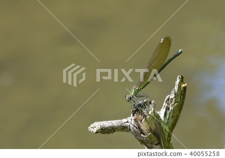 蜻蜓 40055258