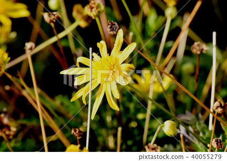 開花在三鷹中原的黃色瑪格麗特波斯菊 40055279