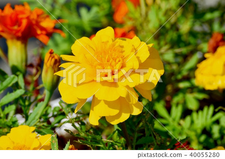 萬壽菊在三鷹森川公園盛開 萬壽菊在三鷹森川公園盛開 40055280