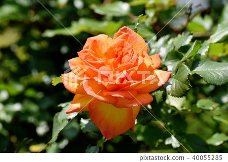 Anne Frank Rose Blooming in Mitaka Sengawa Park 40055285