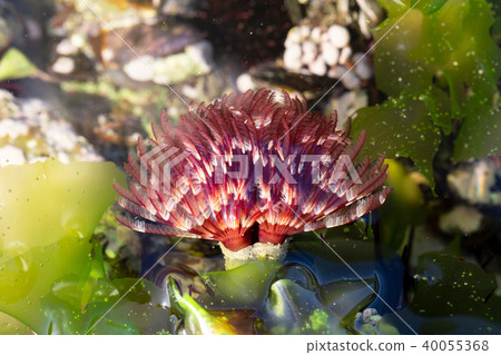 Caterpillar 40055368