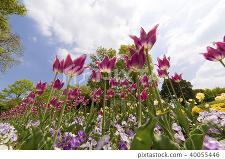 Tulip Tulip 40055446