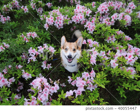 Laugh at the azalea Laugh at the azalea 40055447