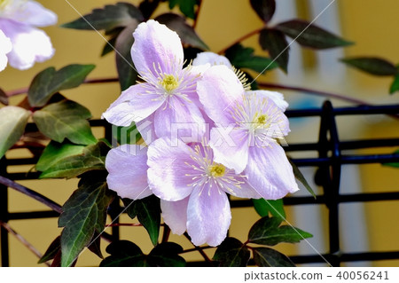 Clematis blooming in Mitaka Nakahara 40056241