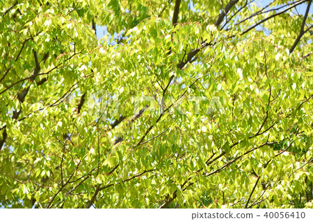 Fresh green 40056410