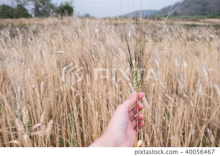 Barley in woman hand in the evening 40056467