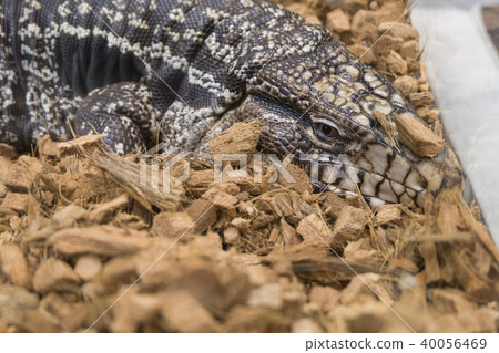 Black and white tegu , Argentine giant tegu 40056469
