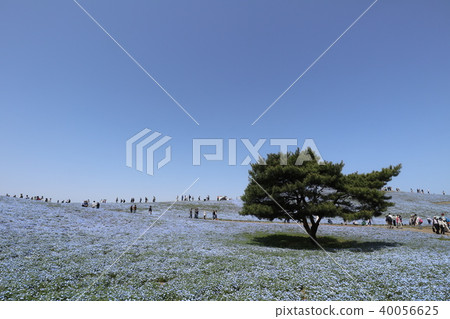 日立海灘度假村Nemophila 日立海灘度假村Nemophila 40056625