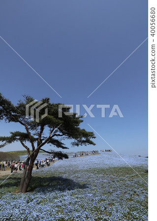 Hitachi Beach Resort Nemophila 40056680