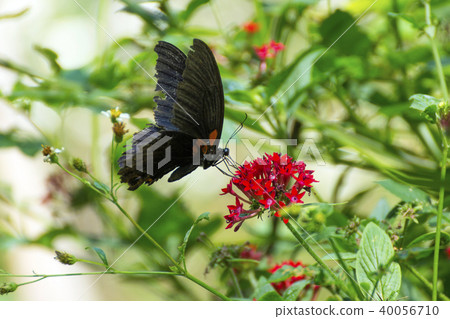 台灣,台中,中營區,生,,蟲,蝴蝶,蝴蝶,鳳,星,歲 台灣,台中,中營區,生,,蟲,蝴蝶,蝴蝶,鳳,星,歲 40056710