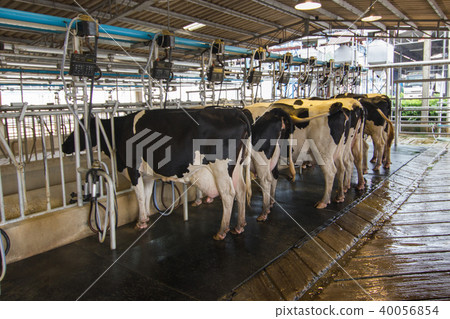 Cow milking facility, Milking cow with milking  40056854