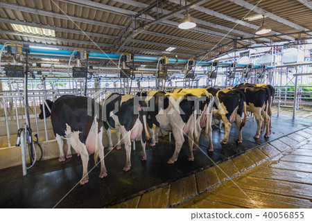Cow milking facility, Milking cow with milking  40056855