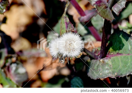 在三鷹中原開花的Nogeshi的頭髮 40056973