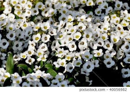Sweet Allissam Blooming in Mitaka Nakahara Sweet Allissam Blooming in Mitaka Nakahara 40056982