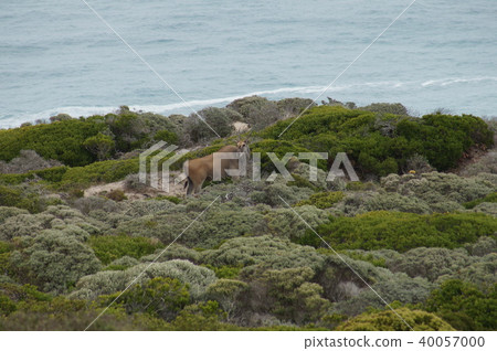 South Africa Cape of Good Hope Eland South Africa Cape of Good Hope Eland 40057000