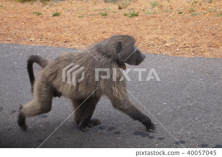 South African Cape of Good Hope Baboon South African Cape of Good Hope Baboon 40057045