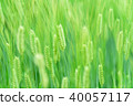 美麗的藍色小麥材料 40057117
