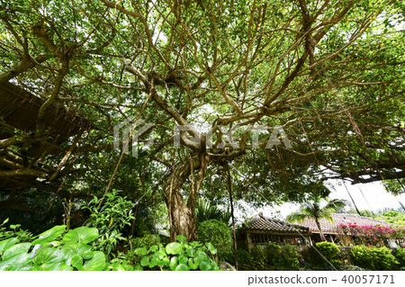 Okinawa's banyan 40057171