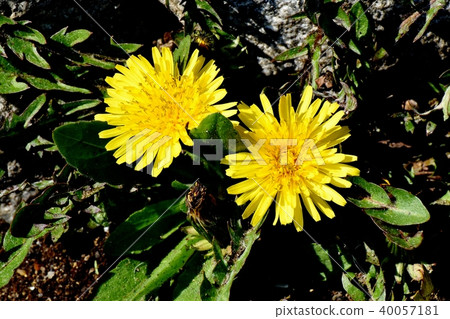 Nogashi blooming in Mitaka Nakahara 40057181