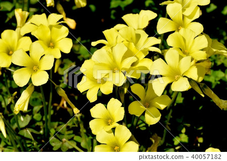 Katabami blooming in Mitaka Nakahara Katabami blooming in Mitaka Nakahara 40057182